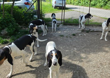 202505lameute-roulotte enchantée