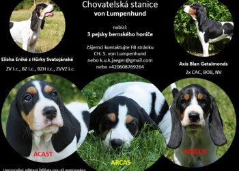 20260622 Axis Enike stenata plakat