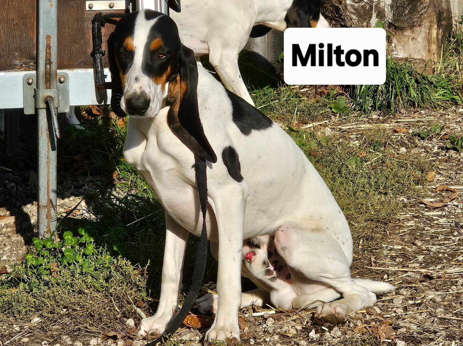 Milton